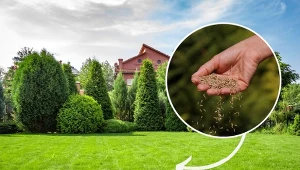 Zielony i gęsty trawnik to marzenie każdego właściciela działki.