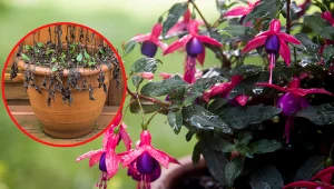 Wyjaśniamy, jak wybudzić fuksję po zimie krok po kroku.