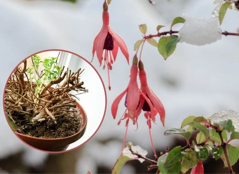 Fuksję można przezimować w domu lub w gruncie