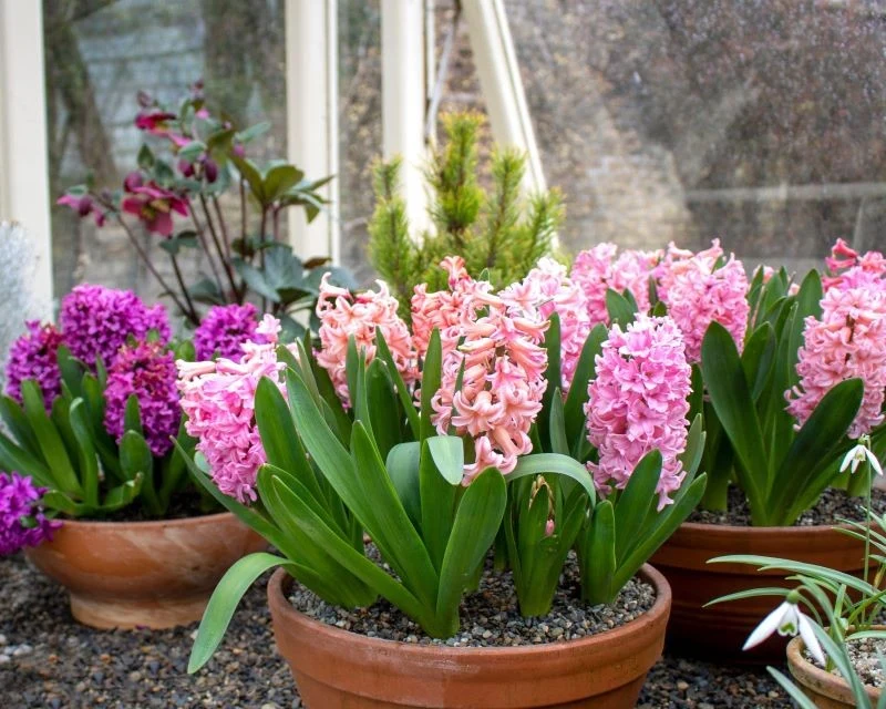 Cebule hiacyntów mogą rosnąć 3-4 lata w jednym miejscu bez wykopywania