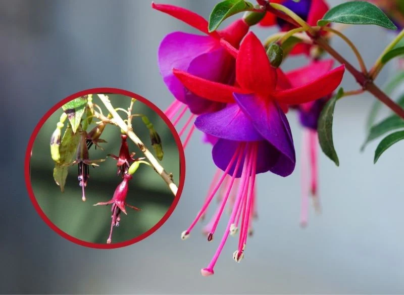 Przy niedostatecznej ilości wody i nawozu fuksja zaczyna słabnąć i więdnąć