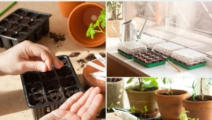 Rozsadę i sadzonki można łatwo uprawiać na parapecie.