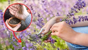 Aby lawenda rozrosła się w ogrodzie, trzeba wcześniej zaplanować stratyfikacje nasion.