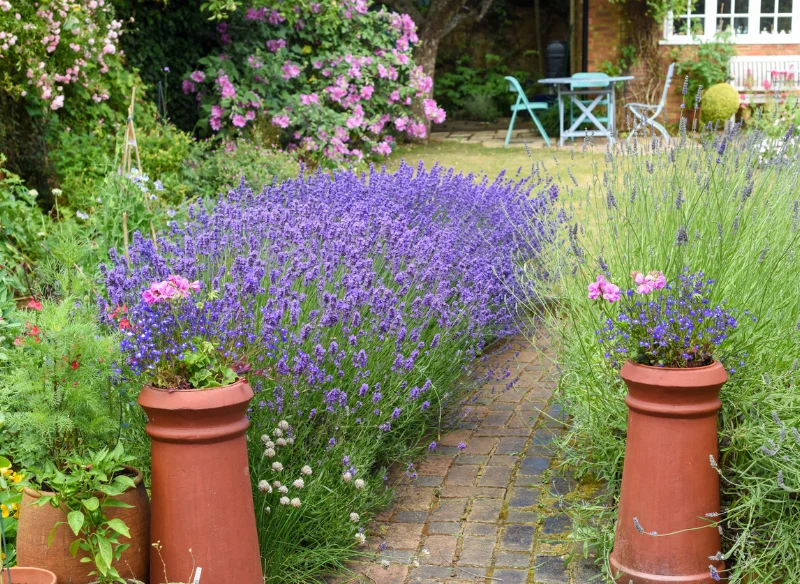 Najpopularniejsza odmiana w ogrodach to lawenda wąskolistna