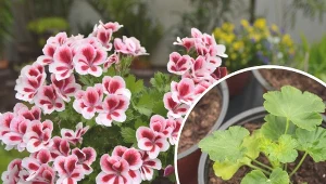 Podpowiadamy, jak krok po kroku wysiać pelargonie.