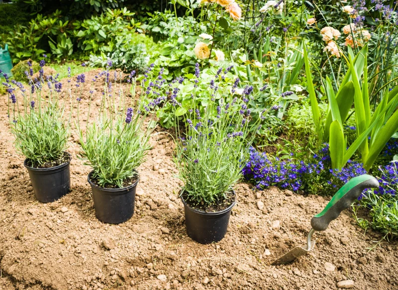 Nasiona lawendy zachowują zdolność do wypuszczania liście przez okres 3 lat