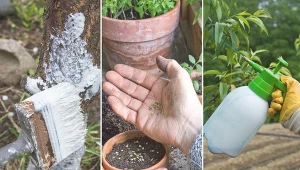 Co robić w lutym w ogrodzie? Poza dokarmianiem ptaków i regularnym odśnieżaniem podjazdu musimy zadbać również o drzewa i krzewy.