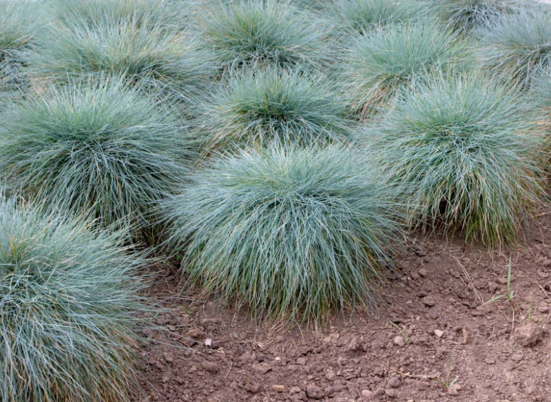 Kostrzewa wymaga regularnego przycinania