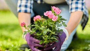 Sadzenie róż wymaga specjalnego przygotowania.