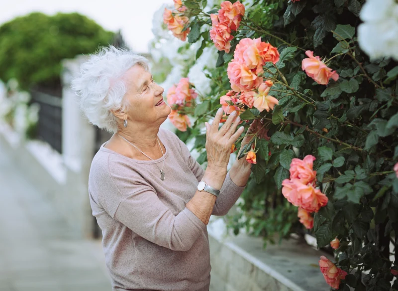 Róże są piękną ozdobą każdego ogrodu