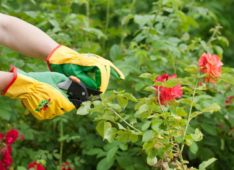 Po zakończeniu kwitnienia należy przyciąć róże