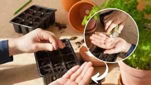 Co oznacza symbol F1 na opakowaniu nasion? Czy warto za takie nasiona płacić więcej? Podpowiadamy!