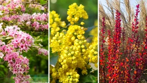 Przedstawiamy 8 kolorowych krzewów, które warto mieć w ogrodzie.