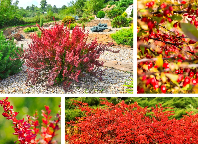 Czerwony berberys to ceniona na całym świecie ozdoba ogrodu