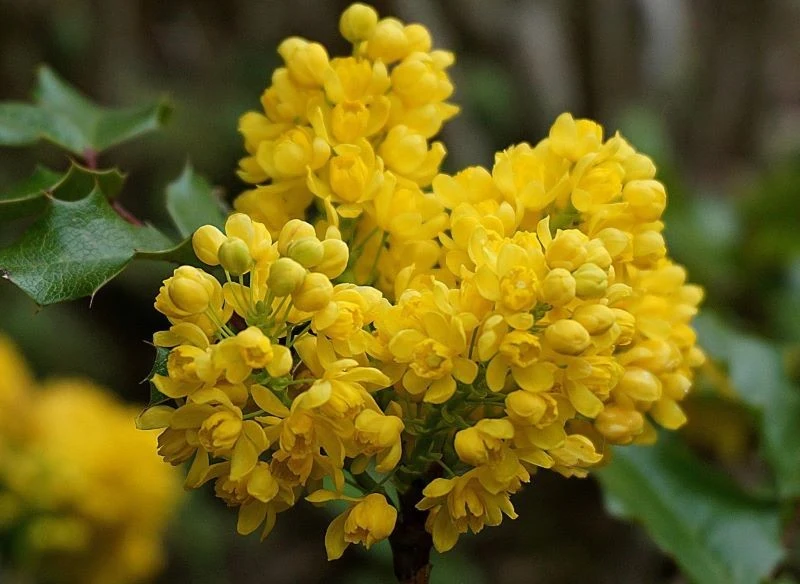 Mahonia to jeden z ciekawszych krzewów, który z powodzeniem może rosnąć niemal w każdym ogrodzie