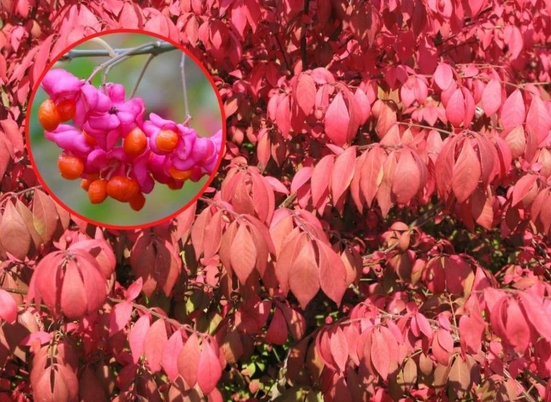 Istnieje wiele odmian trzmieliny o różnorodnym wyglądzie