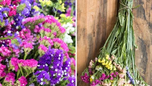 Wyjaśniamy, jak uprawiać zatrwiany wrębne.