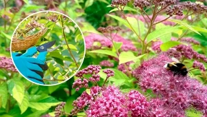 Decydując się na uprawę tawuły japońskiej, trzeba wiedzieć, jak ją przycinać.