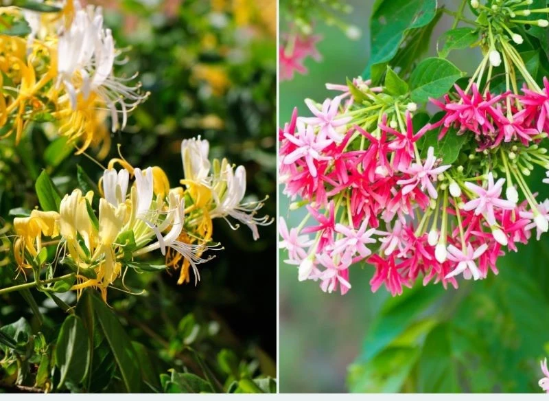 Wiciokrzewy to rośliny niezwykle ozdobne, charakteryzujące się pachnącymi i bardzo dekoracyjnymi kwiatami