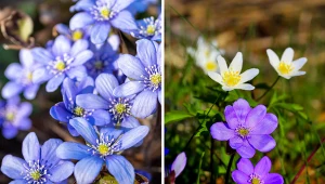 Wyjaśniamy. jak uprawiać przylaszczkę.