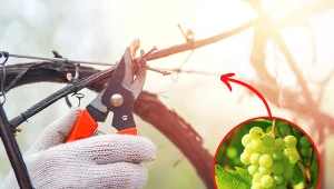 Rozmnażanie winorośli przez odkłady to metoda chętnie wykorzystywana przez rolników. Fot.123RF.com/Pixabay.com