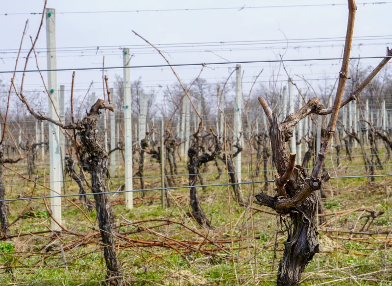 O winorośl zimą trzeba dobrze dbać