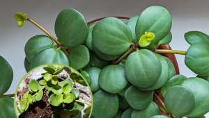 Peperomia Hope to roślina, której piękne liście ozdobią twoją kuchnię lub łazienkę.