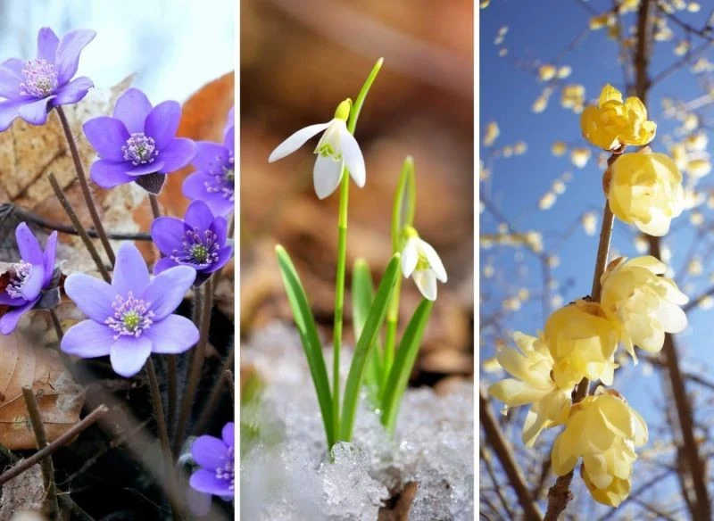 Poznajcie najpiękniejsze kwiaty, które ubarwiają ogród jeszcze w zimie