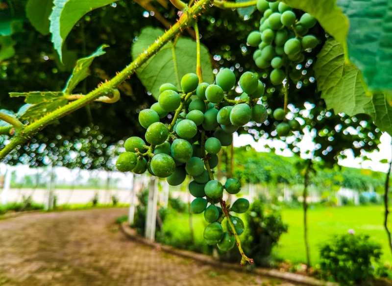 Winorośl z odkładów bujnie rośnie