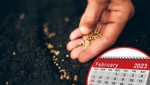 Jakie są terminy wysiewu na rozsadę i do gruntu?