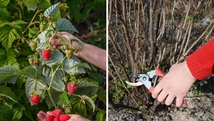 Wyjaśniamy, jak przycinać maliny, by bogato obrodziły.