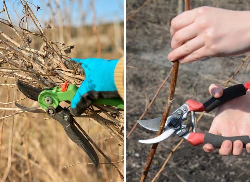 Wiosną wykonujemy cięcie pielęgnacyjne malin oraz przycinamy pędy jednoroczne