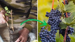 Rozmnażanie winorośli przez sadzonki kontynuujemy pod koniec lutego.