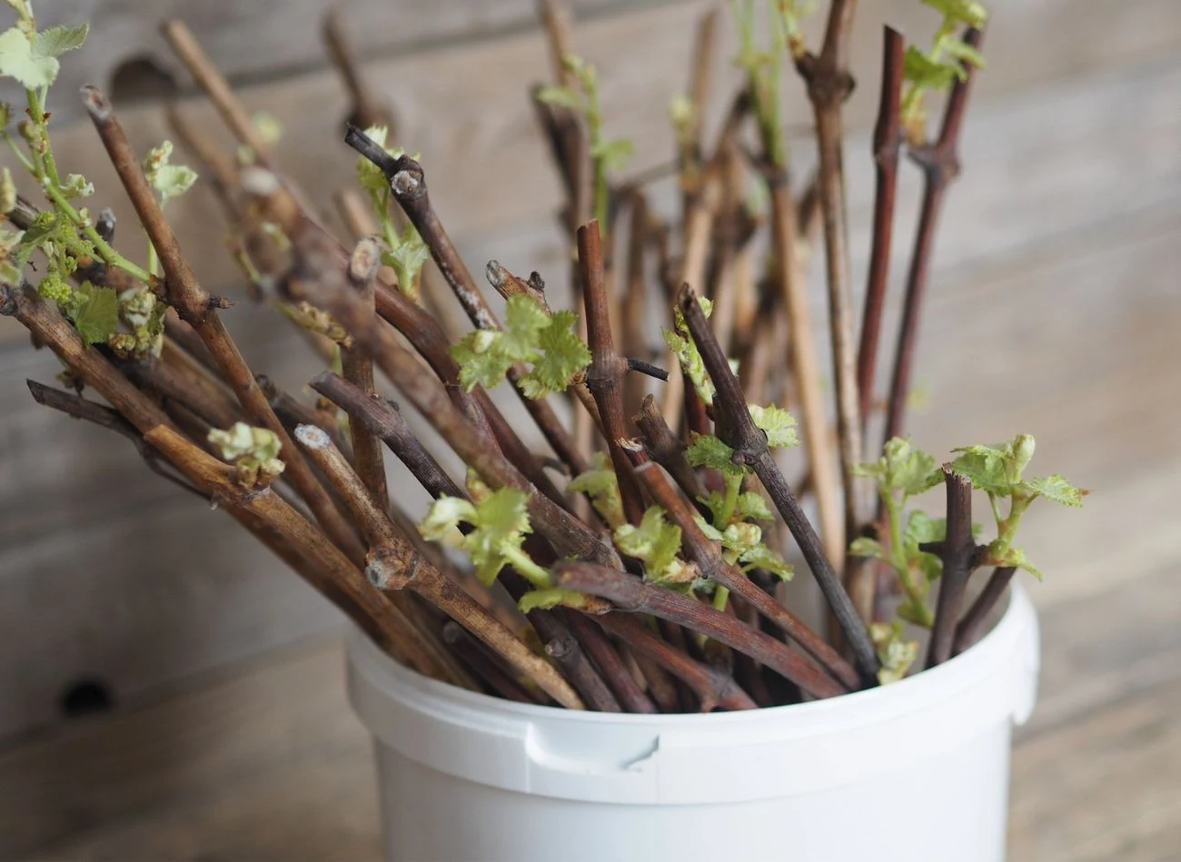 Warto wymoczyć dolny koniec łozy w ukorzeniaczu do pędów zdrewniałych