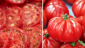 Pomidory Marmande mają mięsisty i soczysty miąższ.