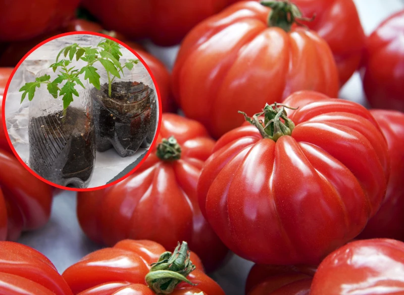 Uprawa pomidorów Marmande jest nieskomplikowana