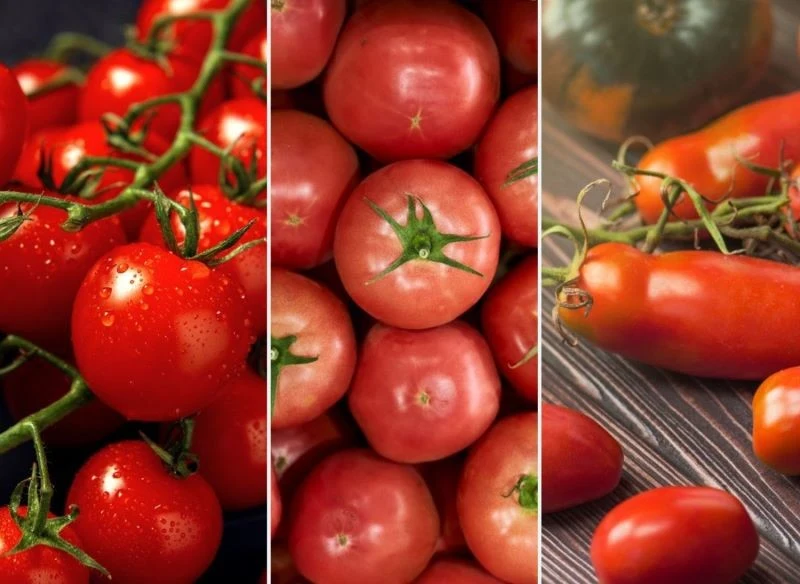 Setki odmian pomidorów sprawiają, że wybór tych najsmaczniejszych nie jest łatwą kwestią