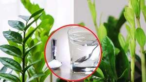 Wyjaśniamy, czym nawozić zamiokulkasa, by ładnie się rozrastał, a jego liście nie żółkły.