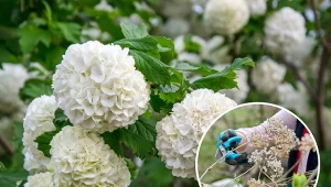 Sprawdź, jak i kiedy przycinać hortensję krzewiastą. Dzięki temu będzie kwitła prawie cały rok,