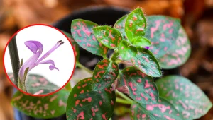 Wyjaśniamy, jak pielęgnować niedośpian, by ładnie się rozkrzewiał i zakwitł.  Fot. Nava Pro Jimena Terraza; ouchi_iro