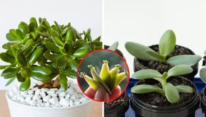 Wyjaśniamy, jak rozmnożyć grubosza z liści i sadzonek wierzchołkowych.