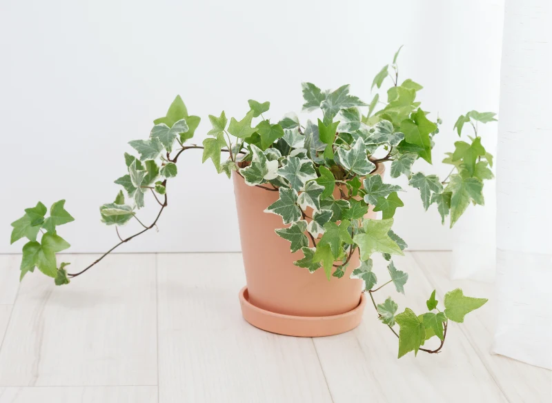 Bluszcz sprawdzi się idealnie w nowym mieszkaniu