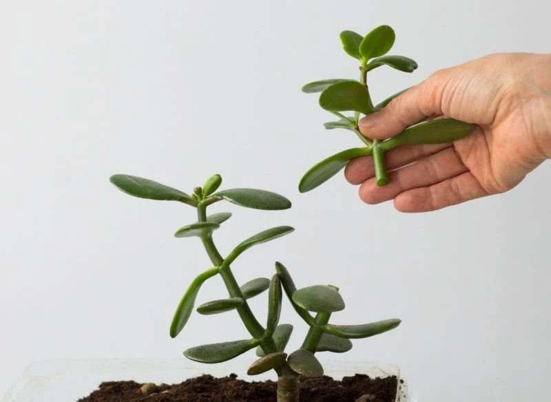 Grubosza bardzo łatwo rozmnożyć