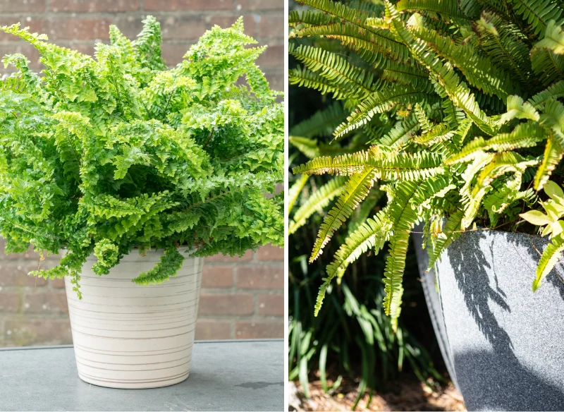 Paproć w domu nie jest trudna w uprawie