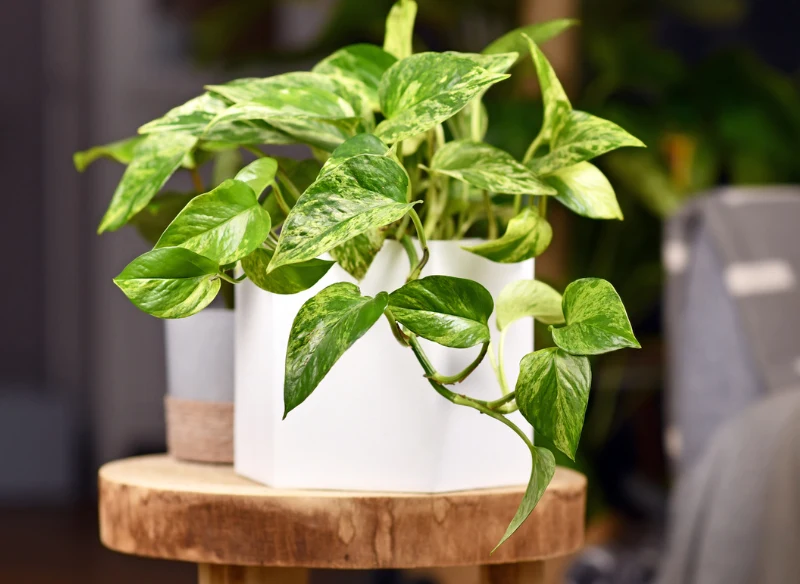 Epipremnum szybko się rozrasta