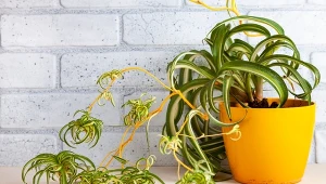 Zielistka to jedna z roślin doniczkowych, uchodzących za najłatwiejsze w uprawie.