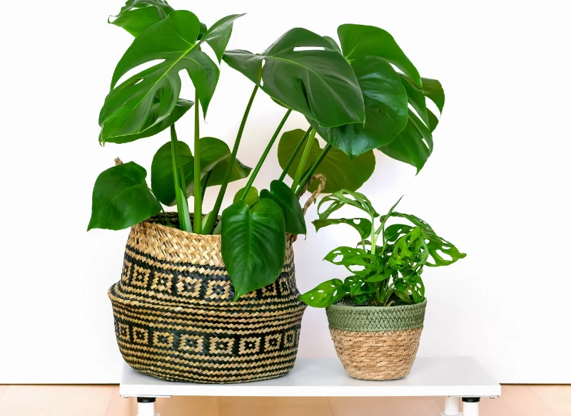 Monstera to symbol trendu urban jungle