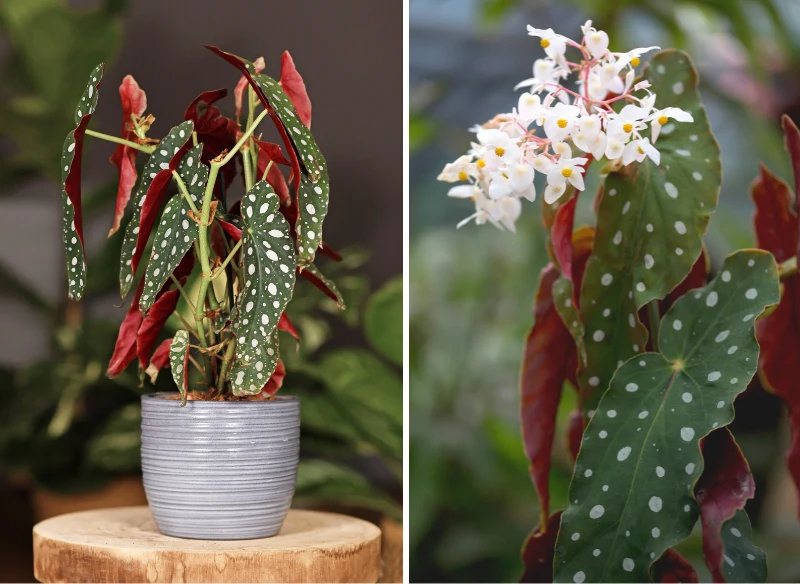 Oryginalny wygląd begonia zawdzięcza ciekawym liściom