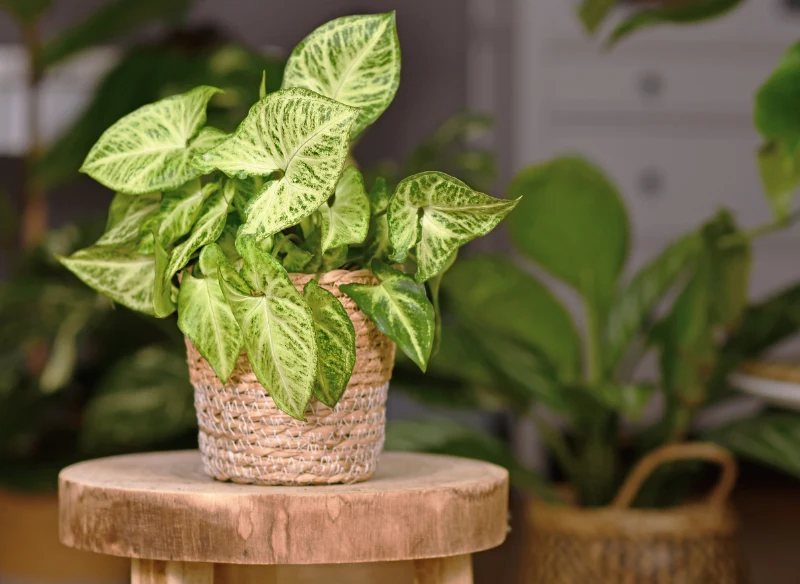 Różnokolorowe liście syngonium przyciągają wzrok