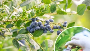 Cięcie borówki amerykańskiej to jeden z najważniejszych zabiegów pielęgnacyjnych, o którym nie można zapomnieć.